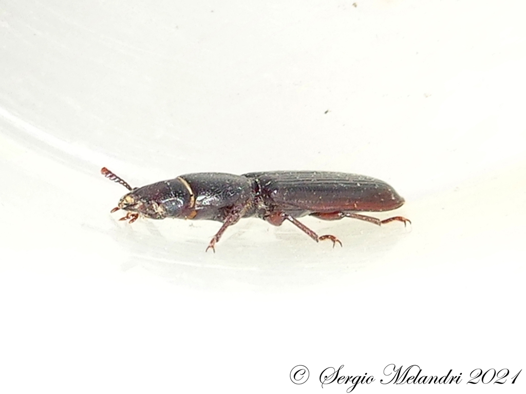 Trogossitidae: Tenebroides sp.